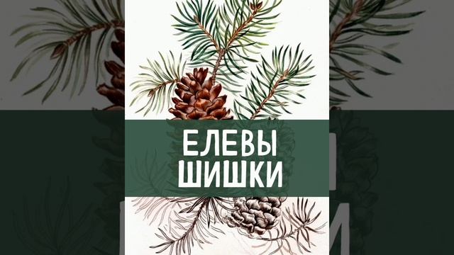 Елевы шишки. (малышам). Русская народная сказка из сборника Круглова Ю.