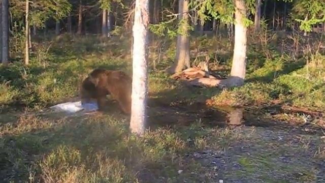 Медведи после купания.