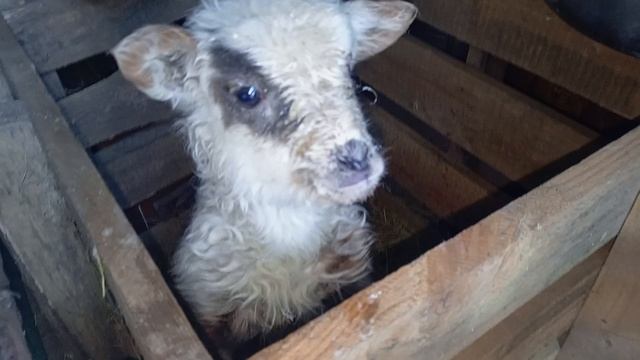 БАРАШЕК - Приключения Животных 🐐🐑 / СМОТРИ ЖИВОТНЫХ
