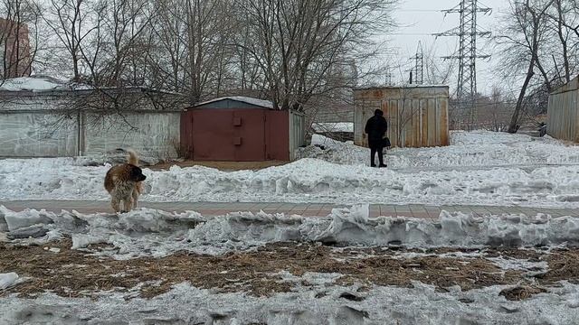 Агрессивная собака в Благовещенске