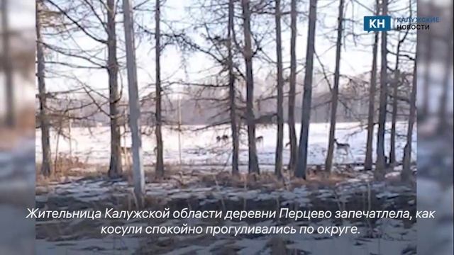 Семья гуляющих по калужской деревне косуль попала на видео