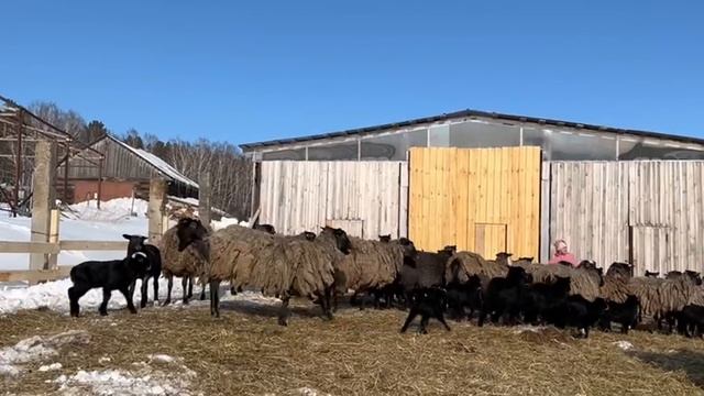 Броуновское движение овечек и ягнят