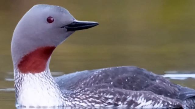 Краснозобая гагара (Gavia stellata) - Слушать пение и смотреть.