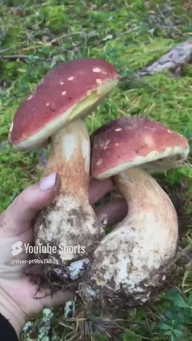 Это любовь, потому что они обнялись#It's love because they've embraced #sorts #лес #forest #белые