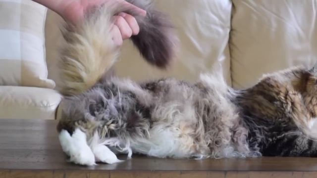 8 ANNOYING Things Maine Coons Do (Part 1) 😼