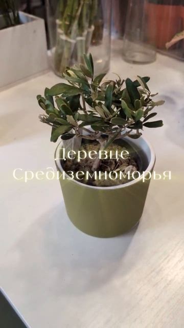 Олива Европейская