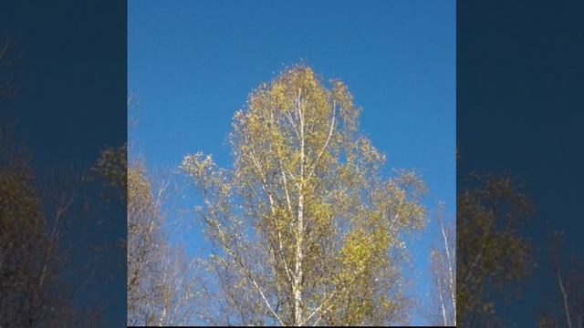 Золотой вальс берёз. Richard Clayderman-LES FLEURS SAUVAGES.