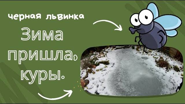 Пришла зима. Куры наелись