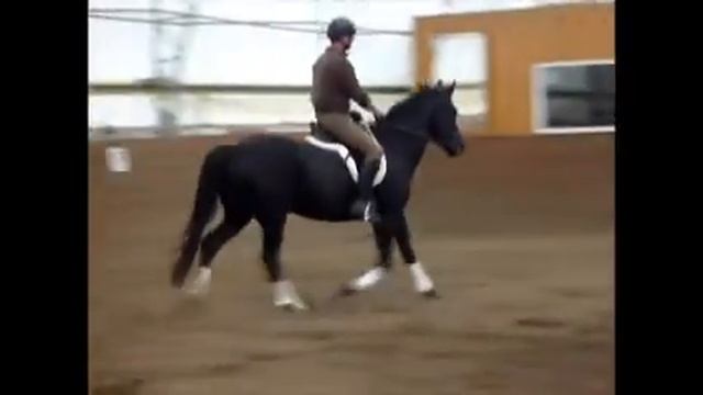 Donatello  under saddle Oct/12