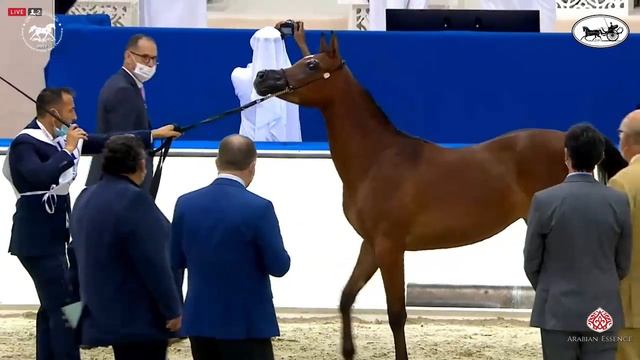 N 17 A S SHAIKHA   Dubai International Arabian Horse Championship 2021   Yearling Fillies Class 2A