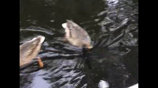 Ленобласть. Хвойное. 21.07.2024. Часть 92. Утята_ За ночь так проголодались, и чем ты там занят