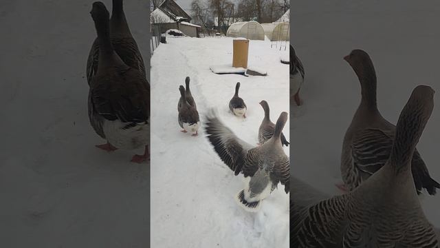 Гуси🪿 выходят на прогулку. Рыжий кот Фокс 🐱 В гости приходила лиса 🦊