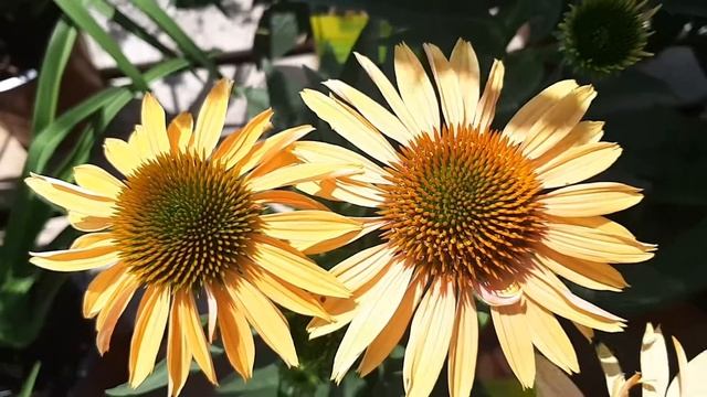 Echinacea : Big Kahuna