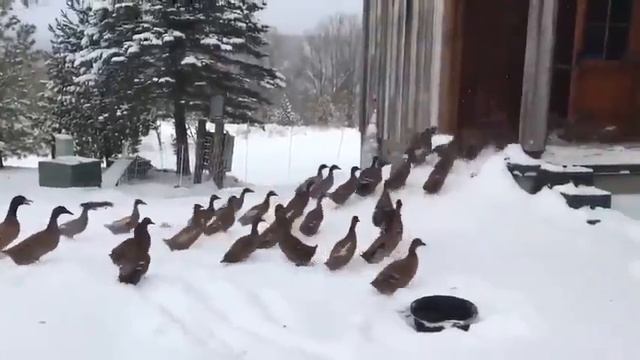 Утки на прогулке....🤗🦆🦆🦆