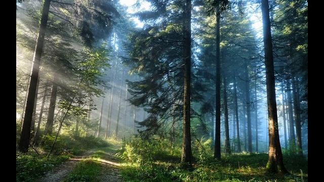 Музыка для сна.🌙 Звуки природы!!!🌲