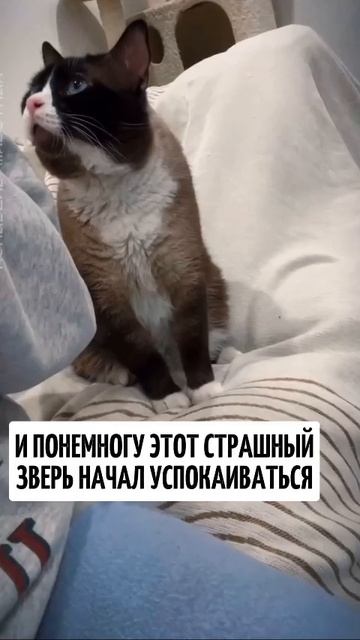 Котик из приюта