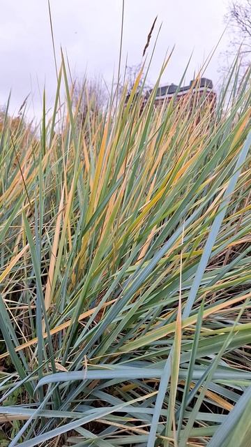 GRASS_SWAYING_IN_THE_WIND_SHORTS#short