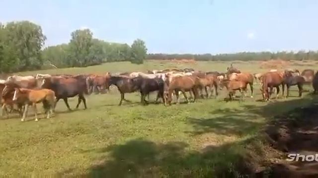 Табун тяжеловозов 🐎🐎🐎