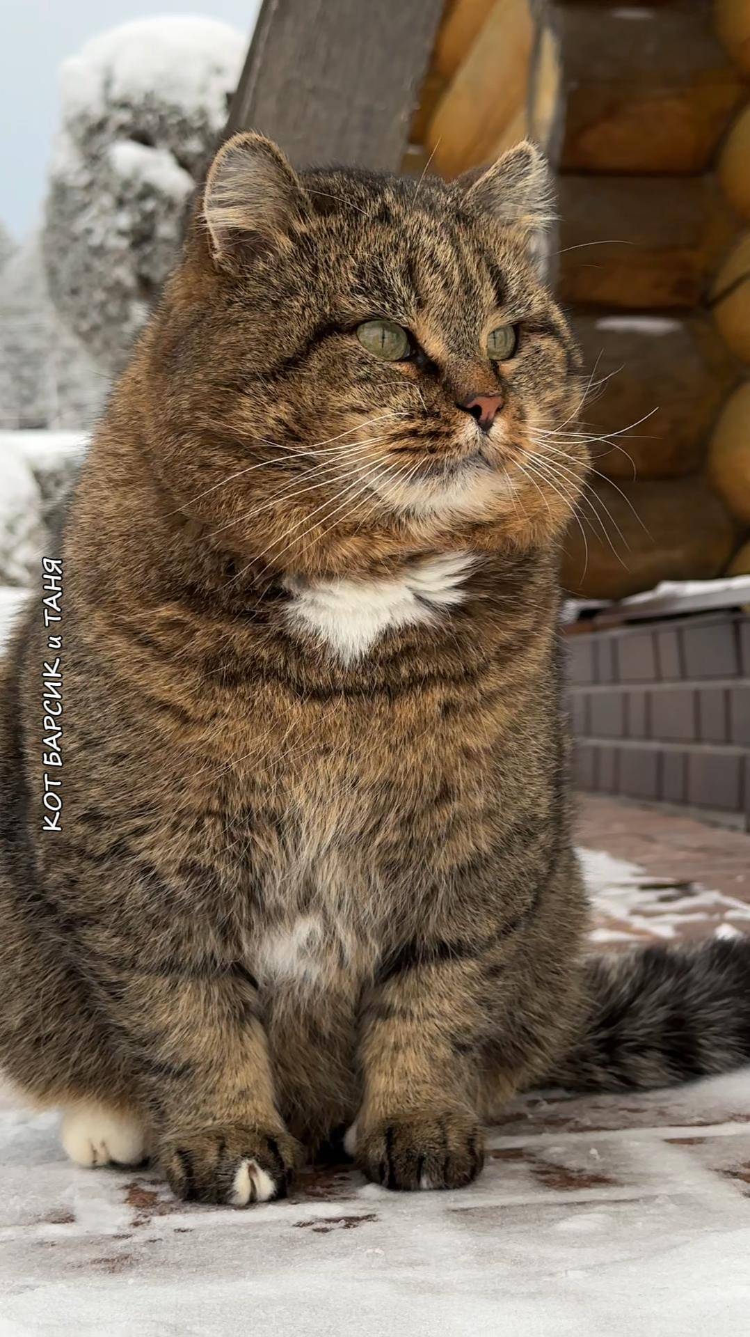 Коты - настоящие мастера жизни!