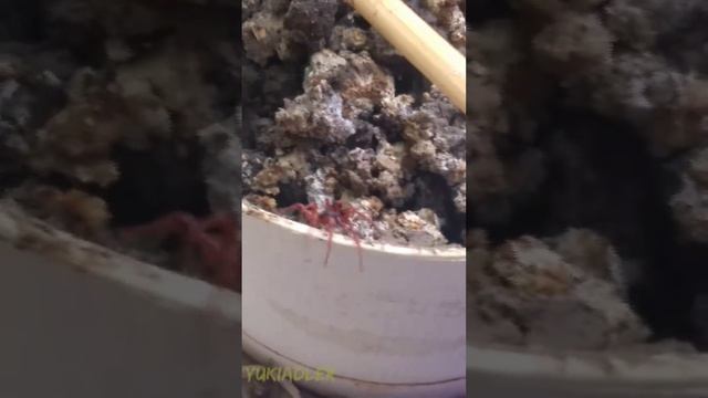 собрала пепел в бокал, на следующее утро увидела в нем паука, который плел паутину. позже вылез.