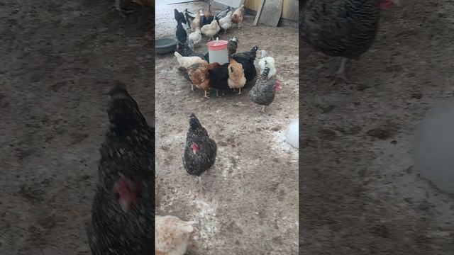 Ужин у кур🐔 состав мешанки. Со мной вместе хозяюшка Лапа, рыжий кот Фокс🐱