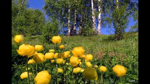 С Днём РОССИИ! автор СуДаК исп. К. Вышлова