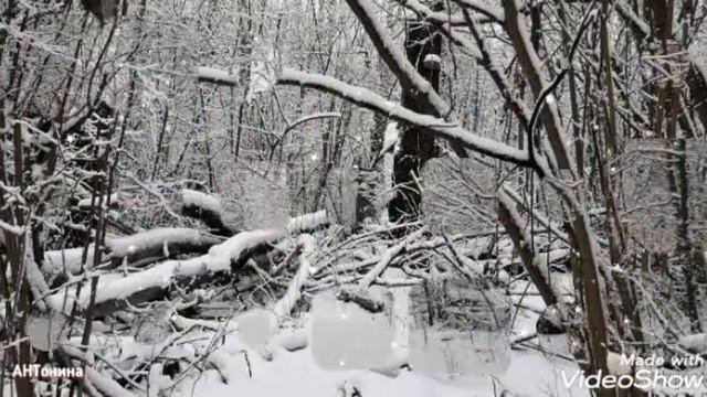 Снег и солнце. Зимний лес.