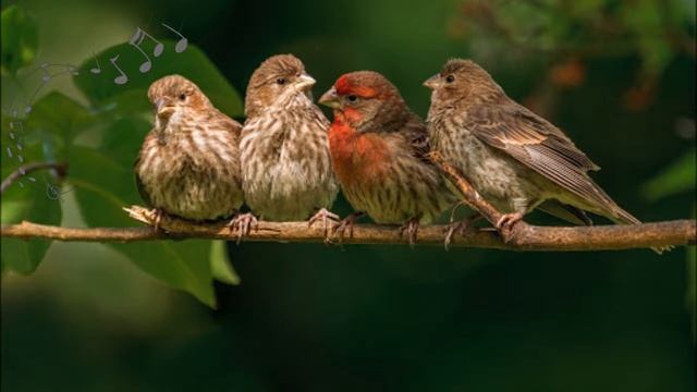 Утреннее пробуждение (орнитотерапия)/Morning Awakening (Bird Therapy)