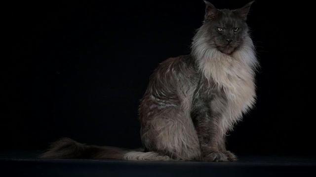 A Maine Coon Like No Other | The Majestic Mr. ViVo