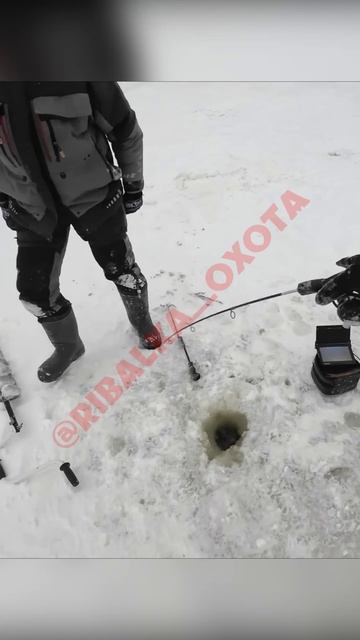 поймали щуку зимой