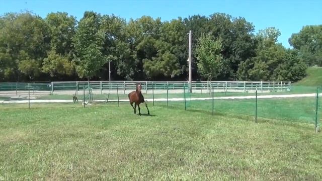 2014 Select Online Foal Auction - No. 32 - Fox Creek's Donatello