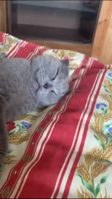 #sindicat