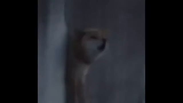 Супер Ржачный Ремикс ))))0))