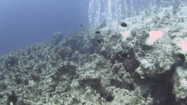 Reef Diving in the Red Sea - Rays, Nudibranchs, Grouper and the Blue Hole!