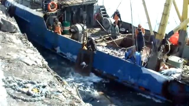 Kamchatka Sea lion pirates