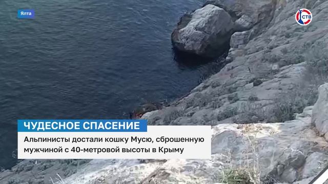 Кошку Мусю, сброшенную со смотровой площадки в Крыму, спасли специалисты