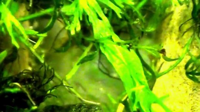 #Aquarium. Pelvicachromis pulcher  с потомством.