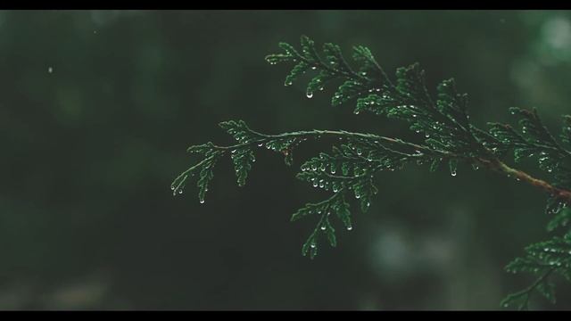 Fall asleep instantly and relax with the sound of rain in the forest