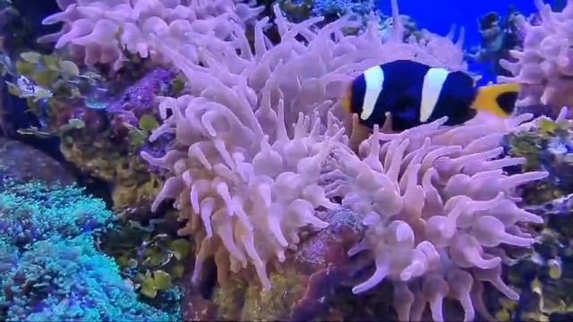 Клоун Кларка шоколадный (Amphiprion clarkii)