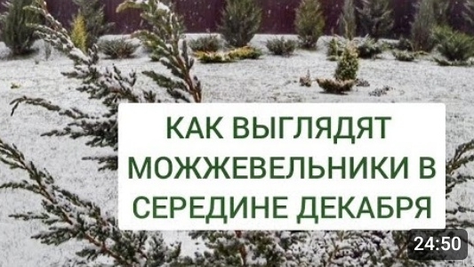 КАК ВЫГЛЯДЯТ МОЖЖЕВЕЛЬНИКИ В СЕРЕДИНЕ ДЕКАБРЯ. 16.12.2024г.