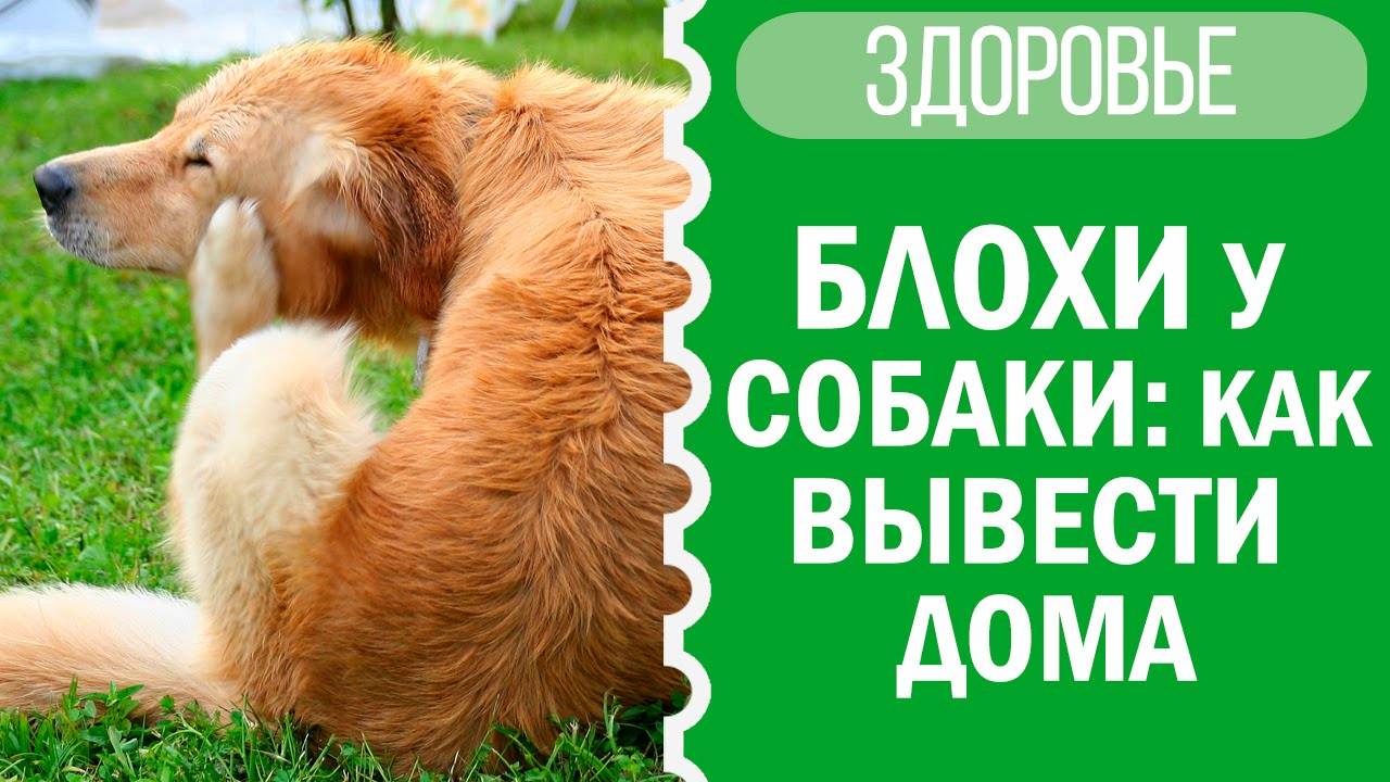 Как вывести блох у собаки дома? Советы от Софи 🐶💡