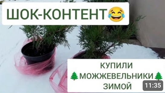 КУПИЛИ МОЖЖЕВЕЛЬНИКИ ЗИМОЙ. 12.01.2025г.