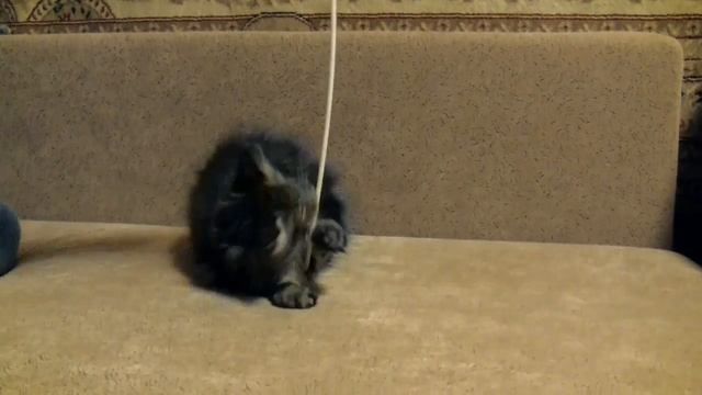 Quintessa Oka Coon. 3 месяца
