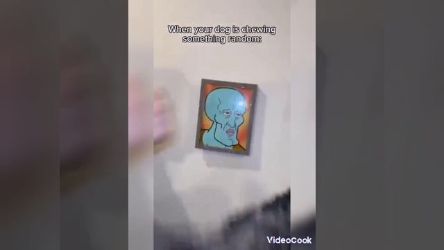 лисы 🦊