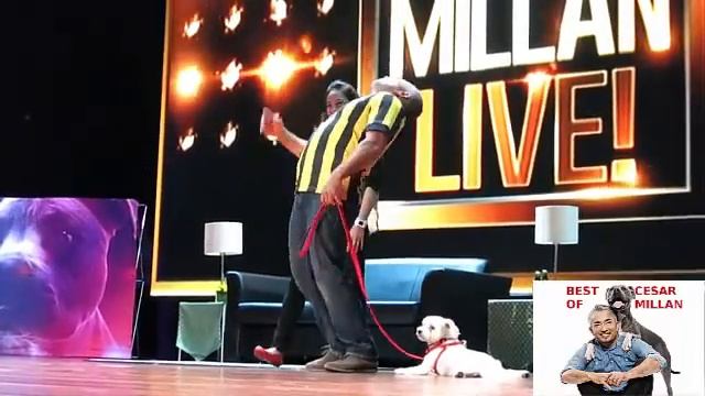 Best of Cesar Millan live on stage with dog "bear bear"