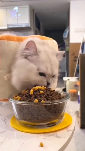 Kucing Makan Dalam Sekali Gigit