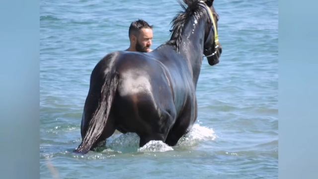 HORSES SWIMMING #horse #horseswimming #equine ПЛАВАНИЕ ЛОШАДЕЙ В МОРЕ