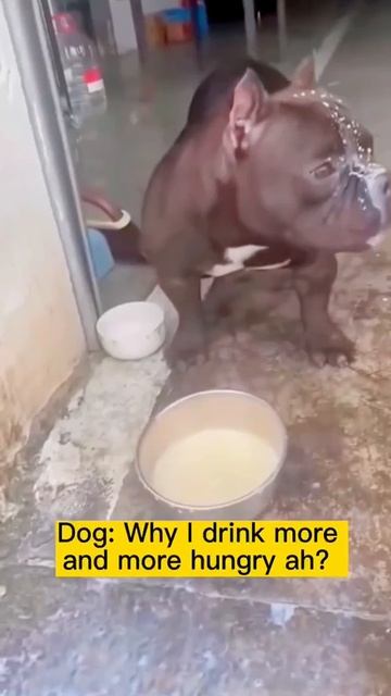 Эта собака явно не умеет пить молоко