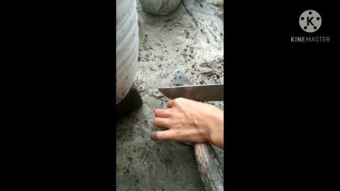 cara mencacah keladi cat tumpah dengan sangat mudah