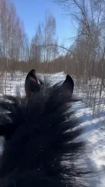 Погоняли с Харлеем!